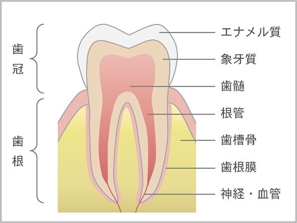 歯根膜とは　葉山の歯医者 川本歯科医院
